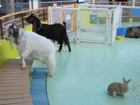 江戸川区自然動物園のヤギとウサギ