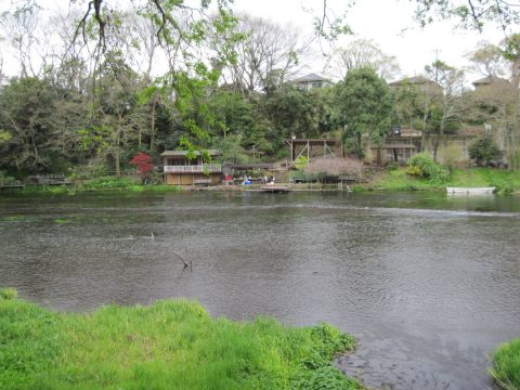 柿田川